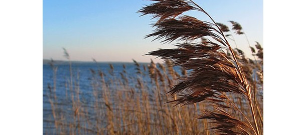 Riet.jpg