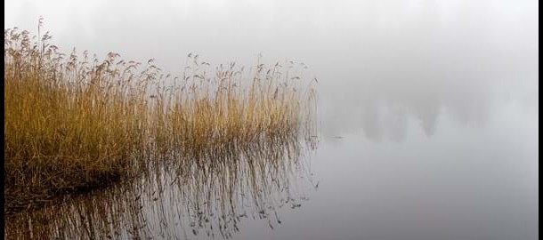 Waterafbeelding met riet.jpg